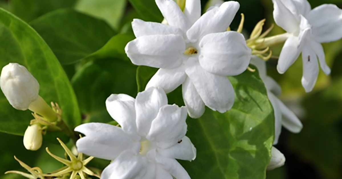 フィリピンを代表する5つの自然 フィリピン留学エージェントcebu English セブイングリッシュ