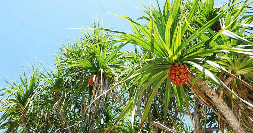 17年7月 セブ島でイスラム国 Is の影響は フィリピン留学エージェントcebu English セブイングリッシュ 17年7月 セブ島でイスラム国 Is の影響は フィリピン留学エージェントcebu English セブイングリッシュ