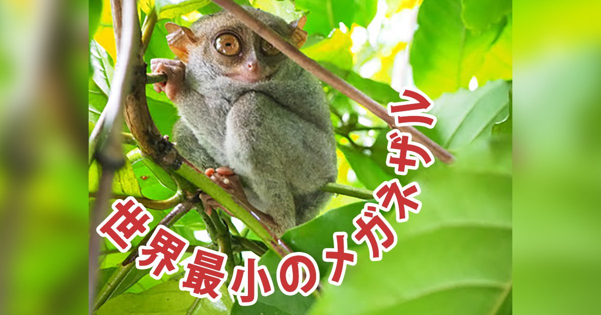 アメリカ自然史博物館の極小メガネザルより更に小さい フィリピンのメガネザルに会いに行こう フィリピン留学 セブ島留学エージェントcebu English セブイングリッシュ